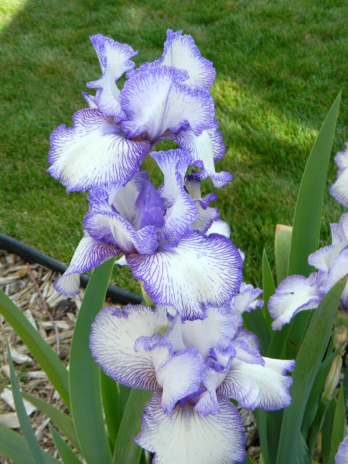 The House of Normandy The Bearded Iris' are Ready for Their Close Up