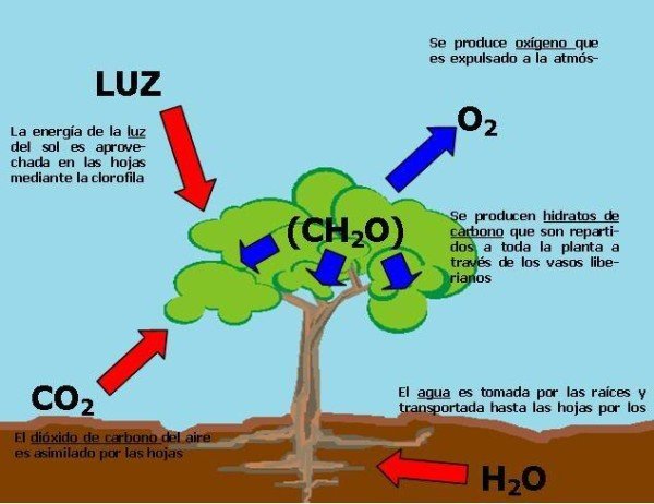 componentes de la fotosintesis