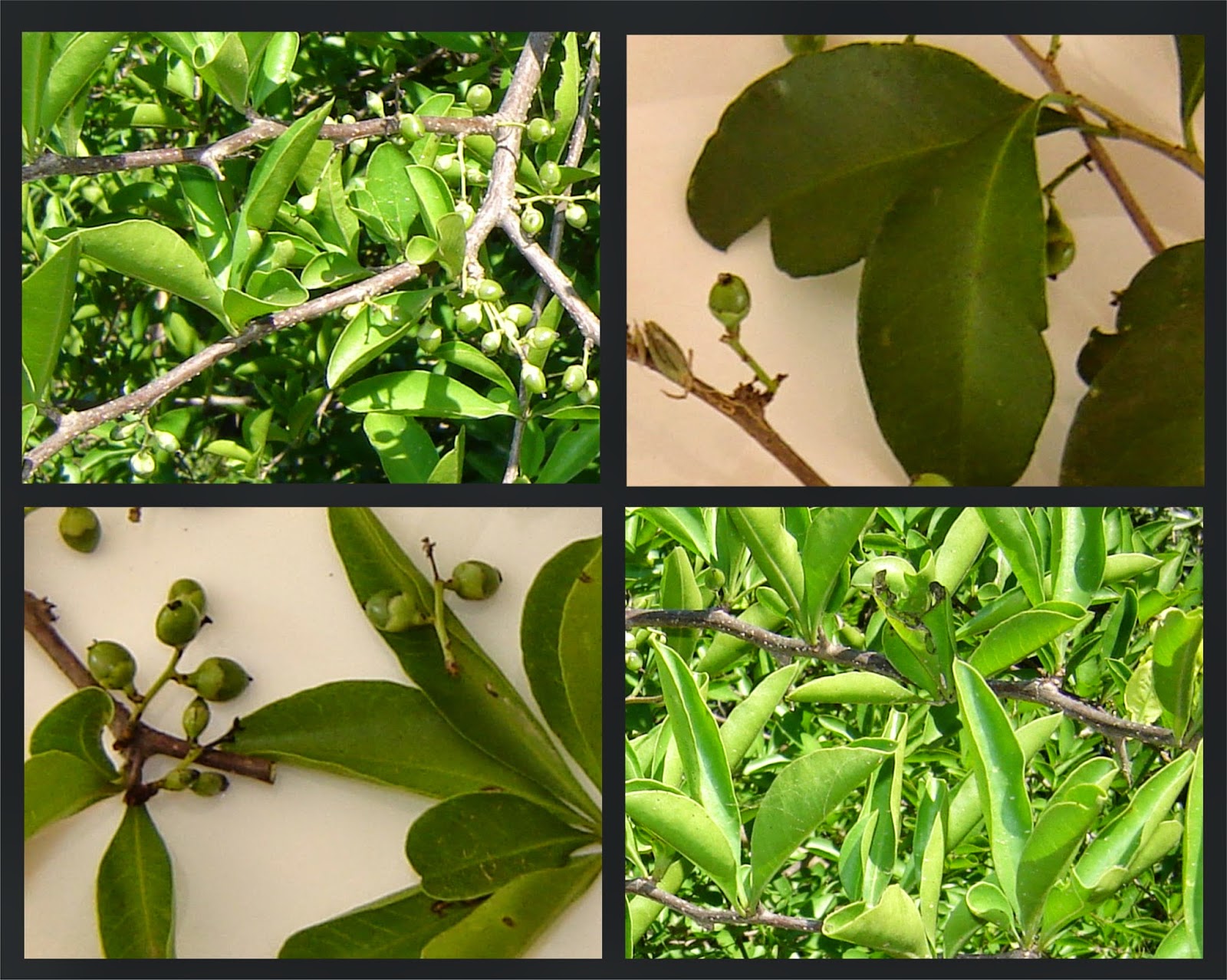 Argentina nativa Palo tinta (Achatocarpus praecox)