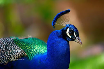 Burung Merak