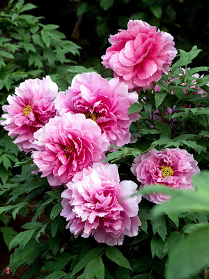 FROM THE GARDEN OF ZEN: May 2012