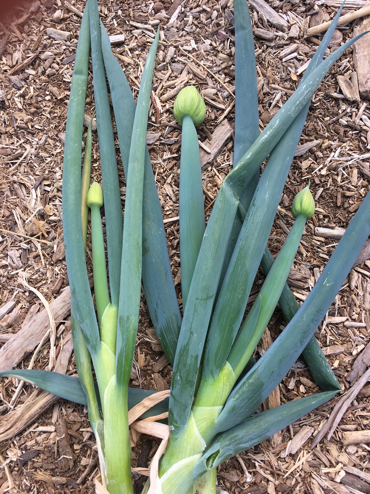 How to grow the perfect onion in the AZ low Desert (or so we hope!)