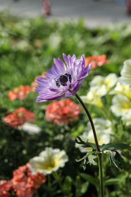 gardening, gardens, flowers, anemones, petunias, verbena, Anne Butera, My Giant Strawberry