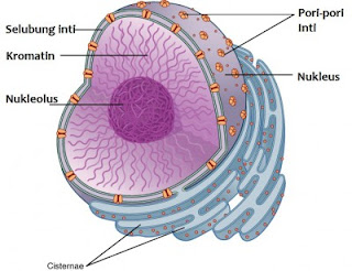 Struktur organel sel