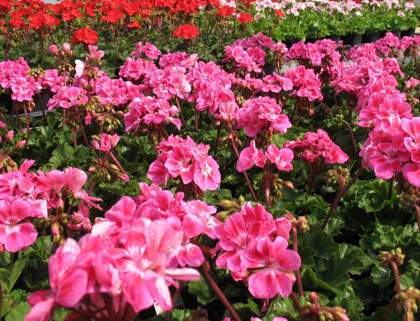 [Image: geranium+art.JPG]