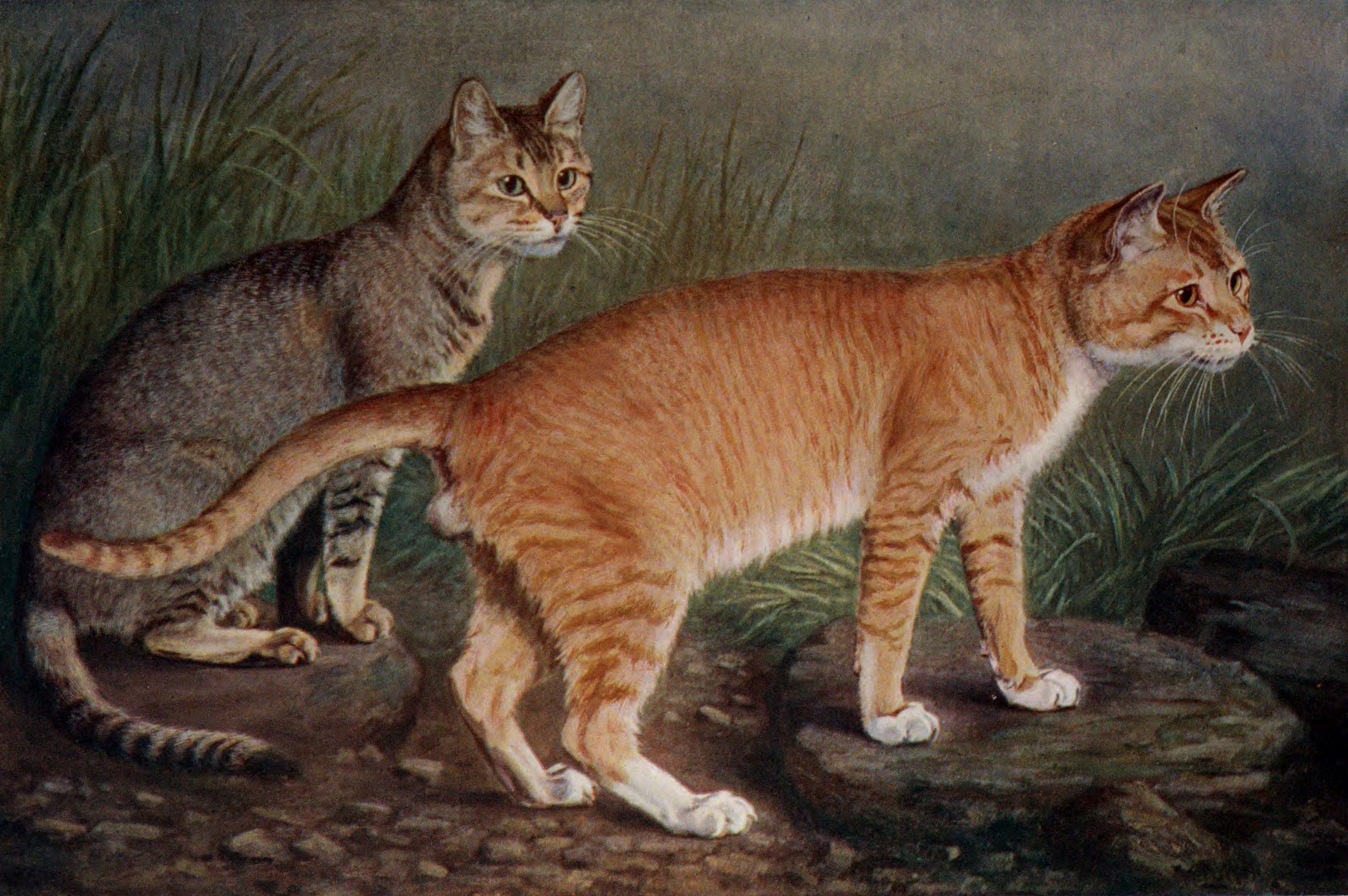Истории пород кошек. Цейлонская кошка рыжая. Цейлонская короткошерстная кошка. Котята цейлонской кошки. Исторический кот.