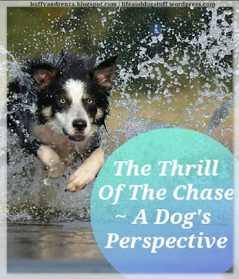 The Thrill Of The Chase - A Dog's Perspective The Thrill Of The Chase - A Dog's Perspective