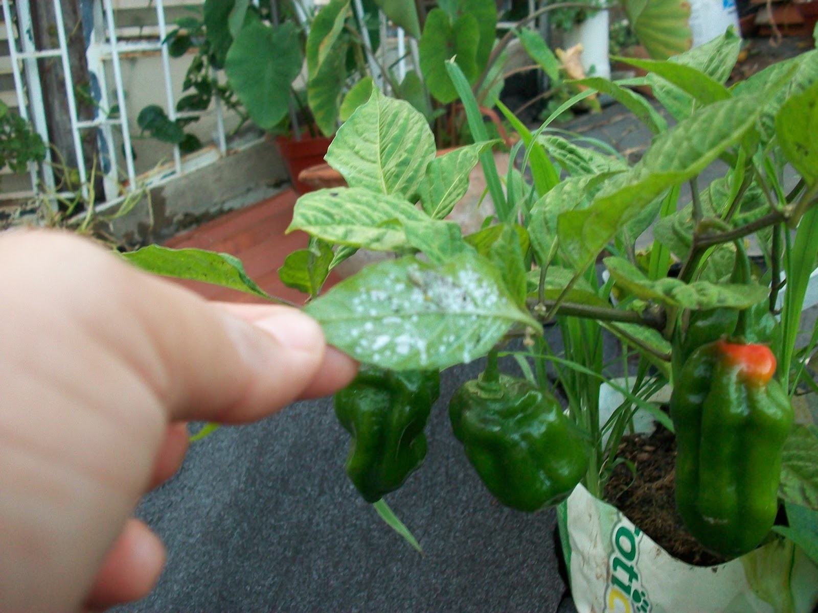 Resultado de imagen para tabaquina