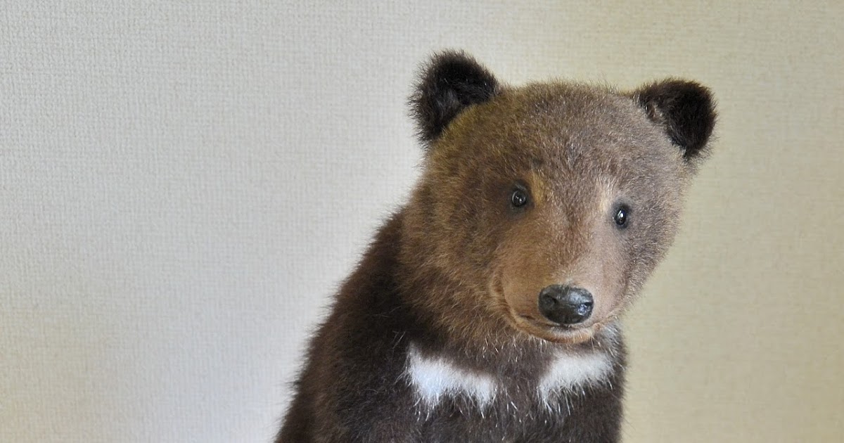  NASA：小惑星から採取された余分な岩石が宇宙に流出