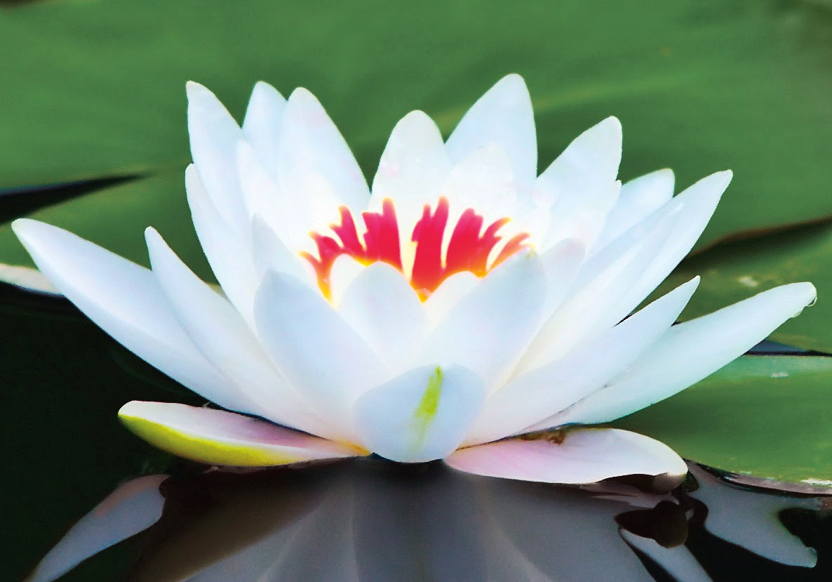 White Lotus HD Wallpapers | Latest HD Wallpapers