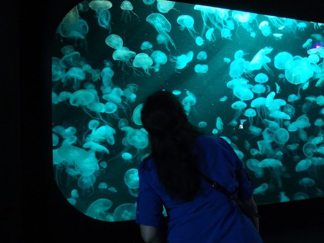 SEA Aquarium Singapore Jellyfishes Exhibition