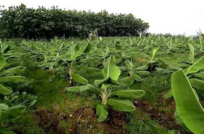 Peluang Usaha Perbanyakan Pisang Cavendish