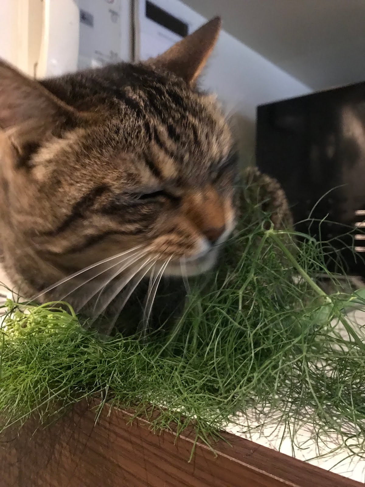 ねこバー Bar ハーブ ディル で急接近