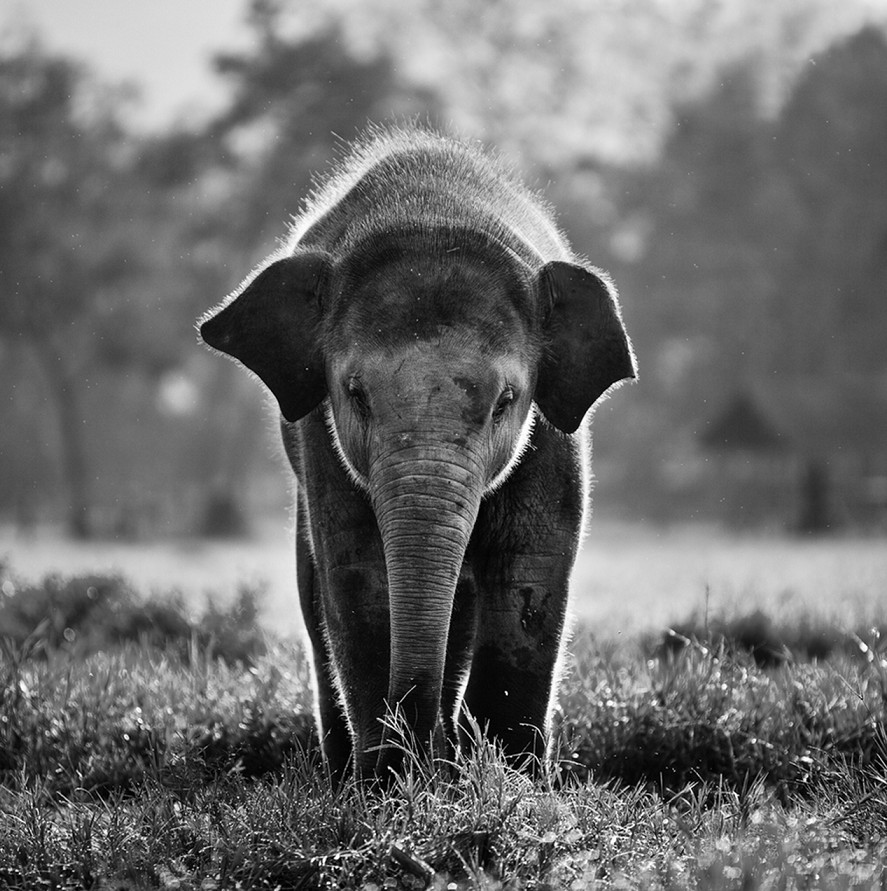 Gambar Gajah Lucu Banget