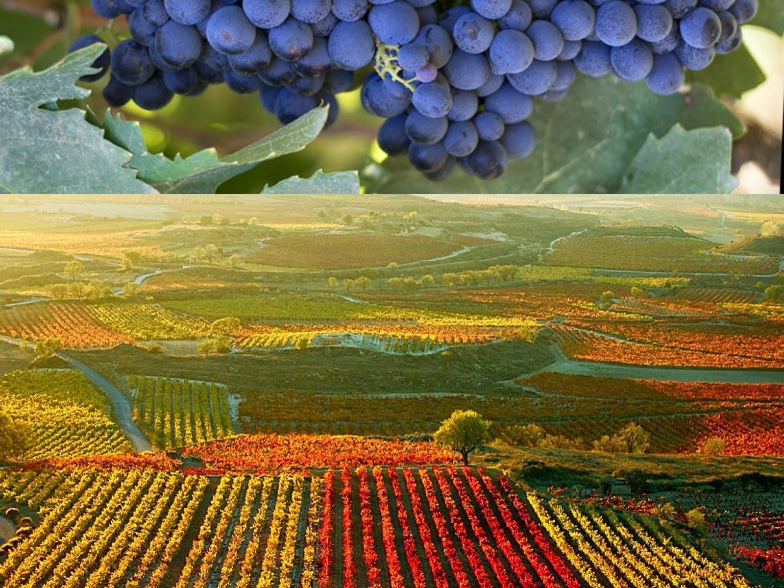 Sabor Azul Klein Denominación de Origen Rioja Enoturismo Sabor Azul Klein Denominación de Origen Rioja Enoturismo