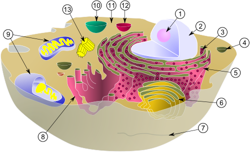 الخلية اصغر وحدة في بناء المخلوقات الحية