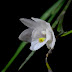 Cinco espécies de orquídeas são descobertas nas Filipinas