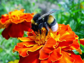 Αϊνστάιν: «όταν εξαφανιστούν οι μέλισσες η ανθρωπότητα θα έχει ακόμα 4 χρόνια ζωής»