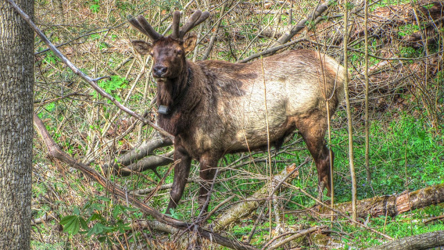 Forest Elk Encounter -  A Mini Documentary