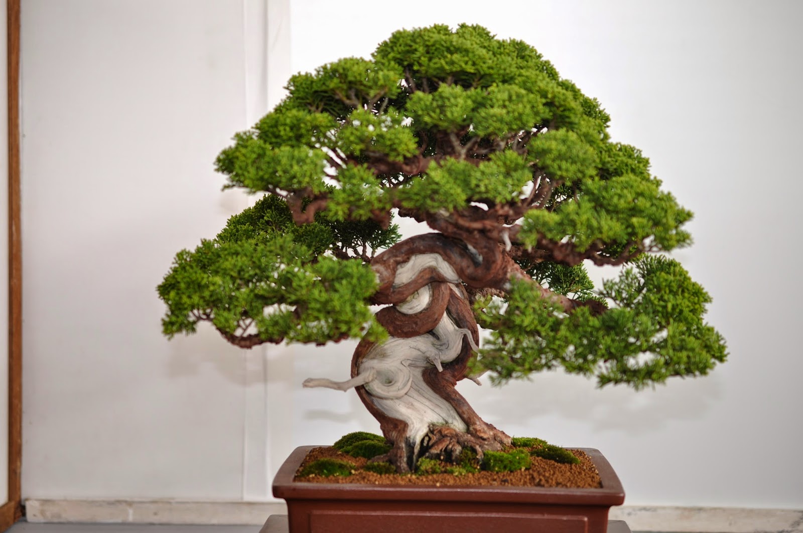All in One Bonsai and Ceramics Taichung Bonsai Exhibition