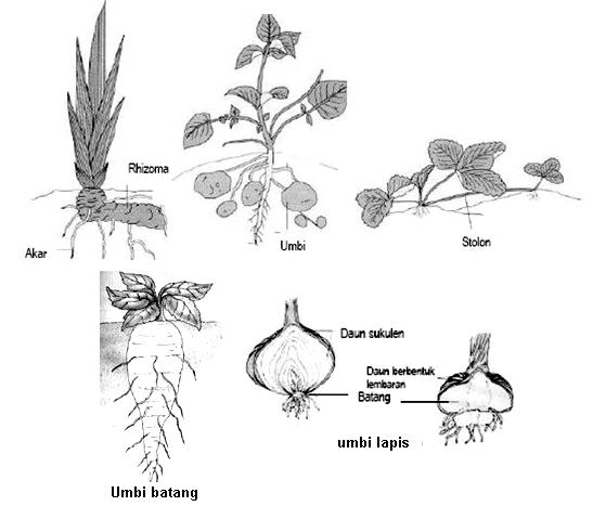 Blog ASLAM MAHMUDI KINGDOM REGNUM PLANTAE