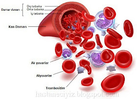 kan, kanın yapısı, kanın görevleri