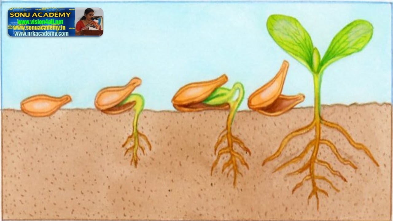 SONU ACADEMY: SEED GERMINATION
