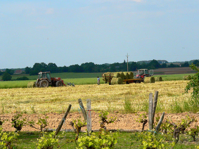 Haymaking, Indre et Loire, France. Photo by Loire Valley Time Travel.