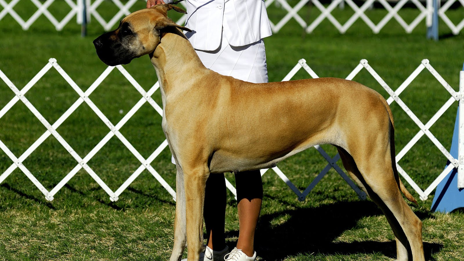 United Kennel Club Dog Dog Choices