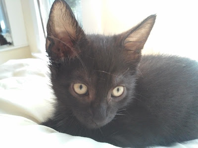 Pan the fluffy black kitten Pan the kitten