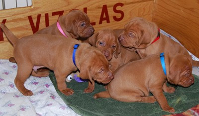 3 weeks old - our eyes are all open and we like crawling around in the whelping box