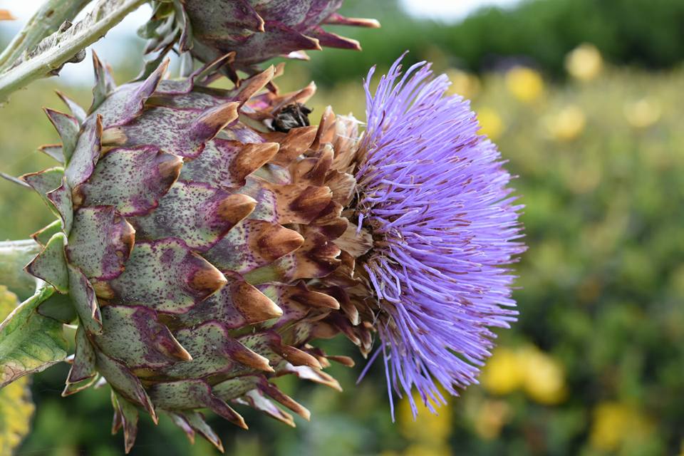Listowel Connection Listowel Races in the 1950s, Recycle Fashion Day