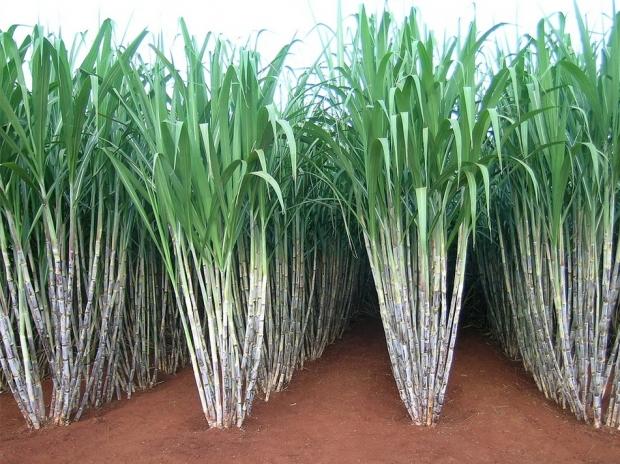 Страны выращивающие сахарный тростник. Гаити сахарный тростник. Сахарный тростник в Бразилии. Сахарный тростник в Латинской Америке. Мексика сахарный тростник.