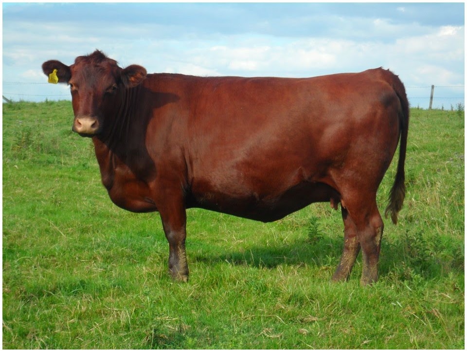 Generalidades de la Ganadería Bovina.: Red Poll