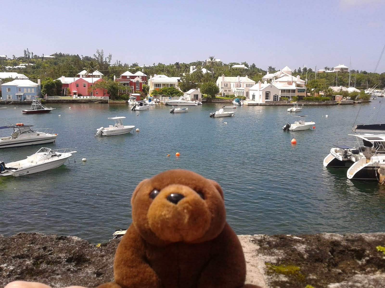 Teddy Bear in Bermuda