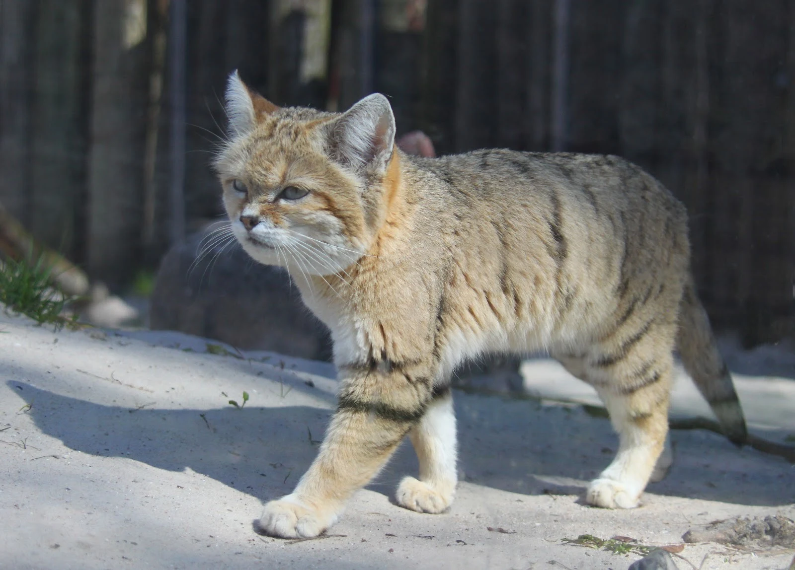 歩いている砂猫