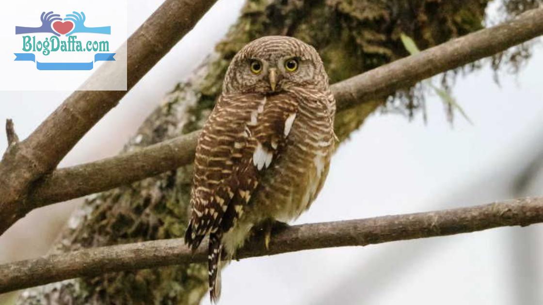 Jenis Burung Hantu Asal Indonesia Beluk Watu Jawa