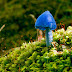 The Sky Blue Mushroom