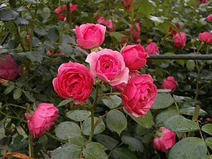 rose4