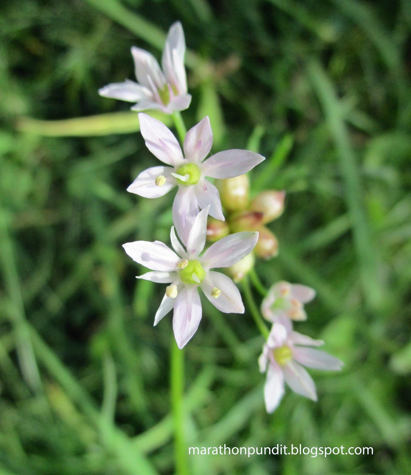 Marathon Pundit (Photos) Wild garlic blossoms and bulbils