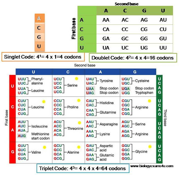 Genetic code singlet doublet triplet logic diagram