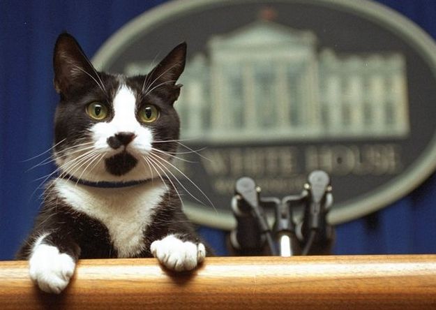 Imágenes Día del Gato Internacional World Cat Day Socks Bill Clinton Casa Blanca