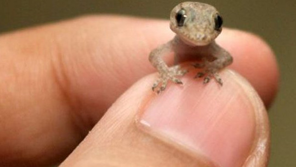 98 Arti Kejatuhan Cicak di Badan Menurut Primbon dan Islam Serta