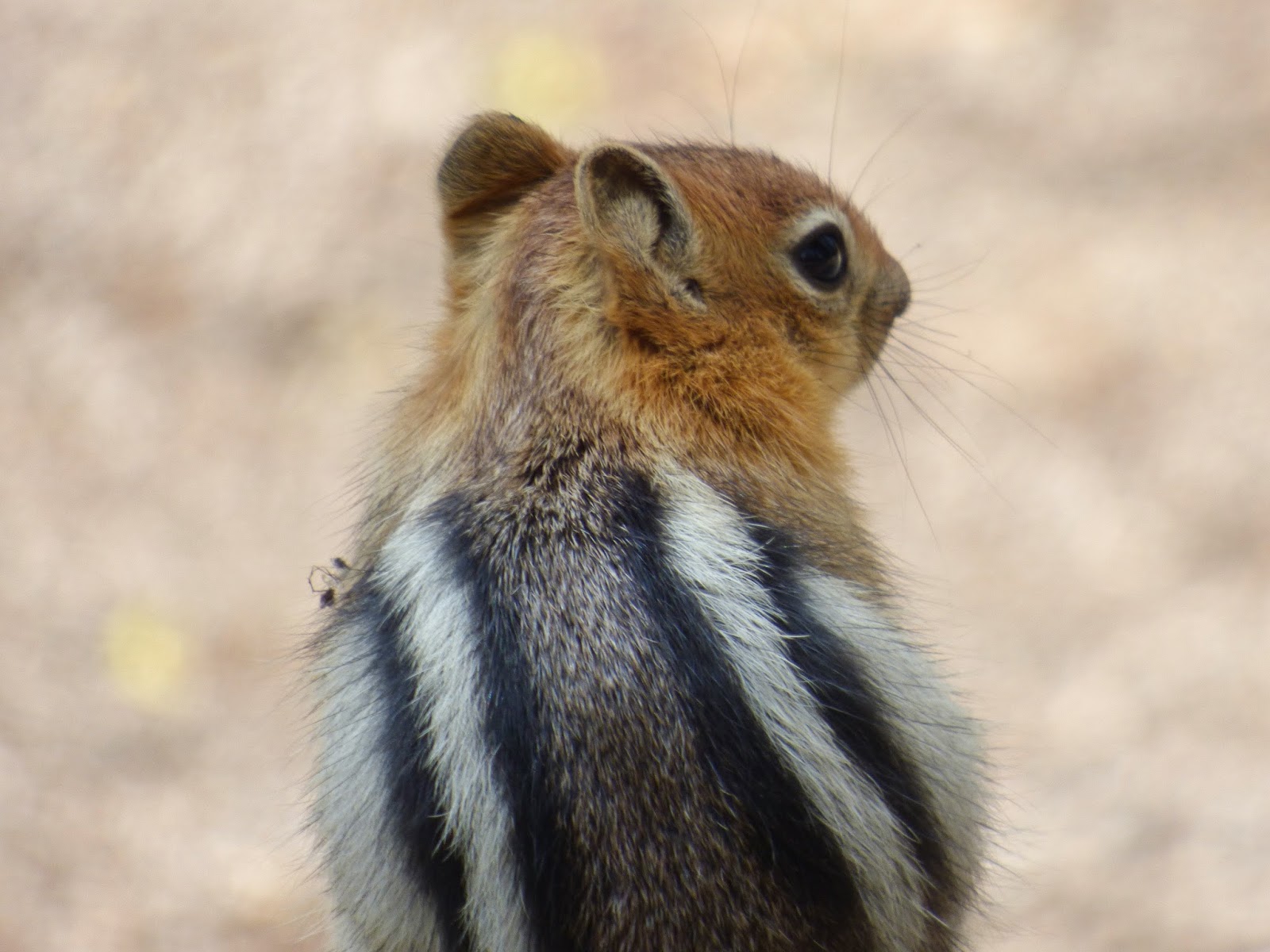 Jenne On Worldtour Zotteliger Familienausflug Oder Offroad Durch