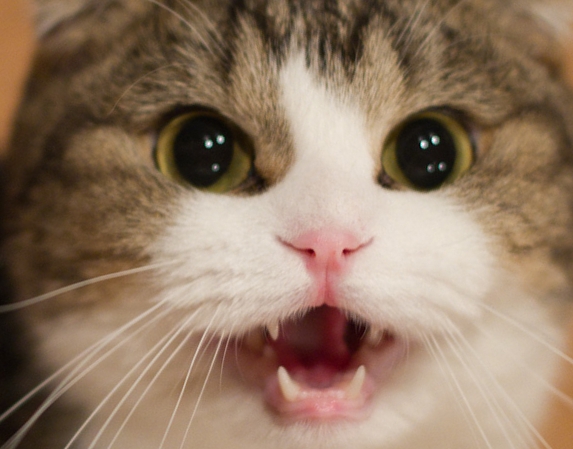 http://2.bp.blogspot.com/-LnIliRUFgFo/UcmOPGnKBhI/AAAAAAAAApA/c5kUVQrfr3U/s1600/meows.jpg