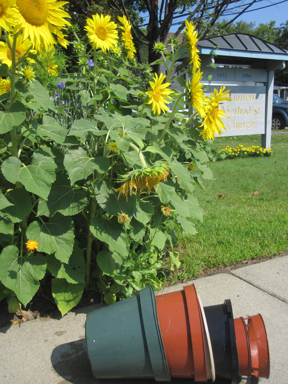 Garden Color: Recycling Plastic Plant Pot Containers