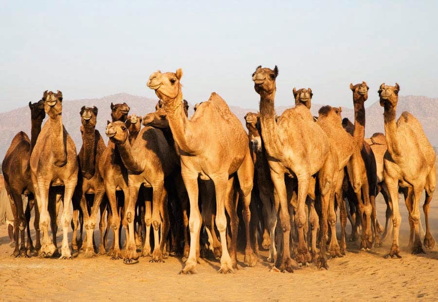 The largest camel-livestock fair ,Pushkar, Rajasthan, India -
