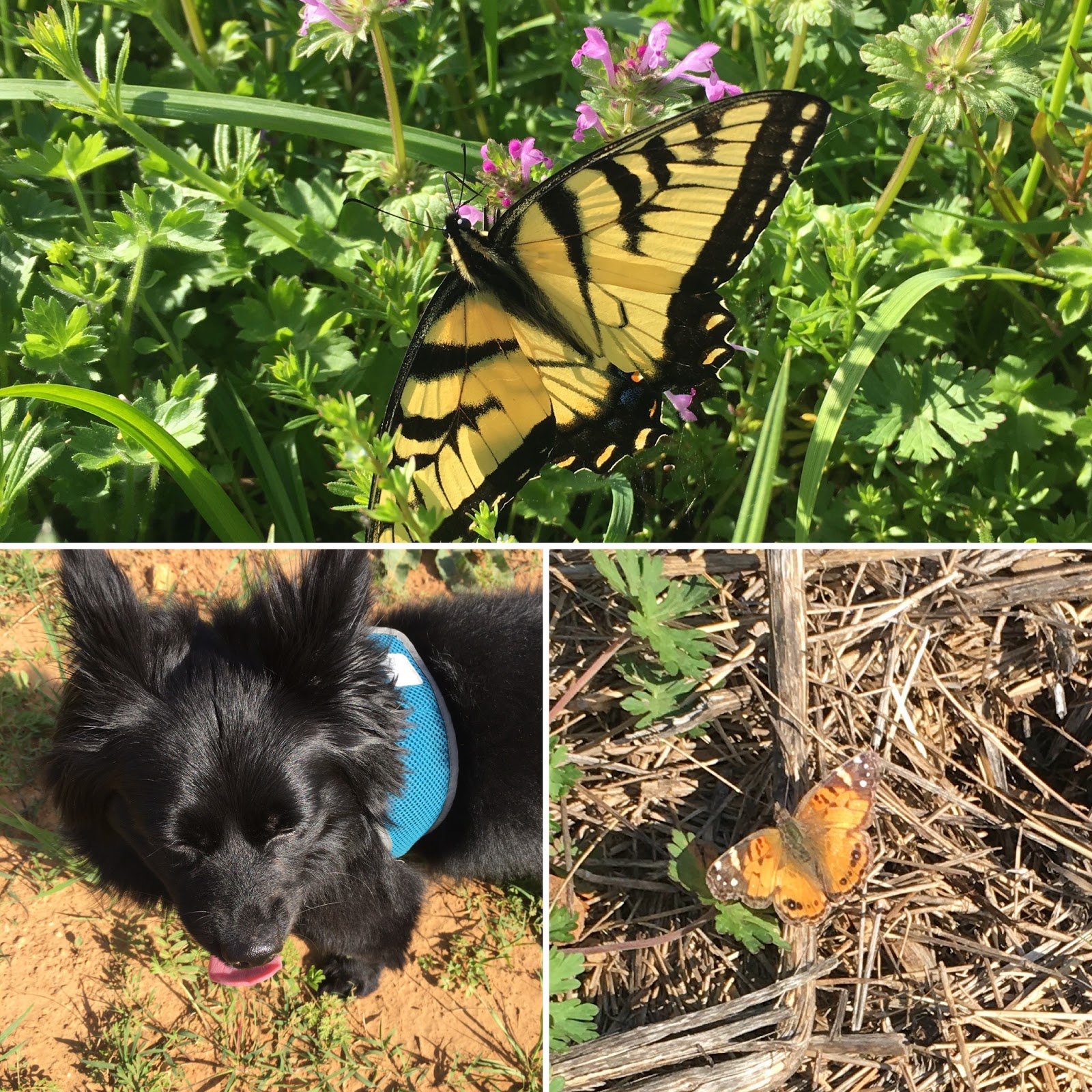 Orange Crush Creamsicle Float