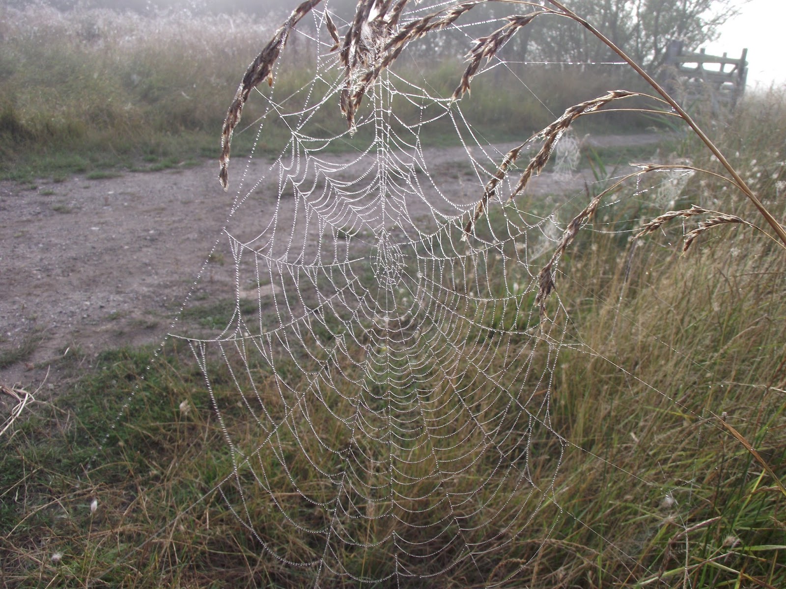 Explain Corner dust trap (6) using the Crossword Dictionary at
