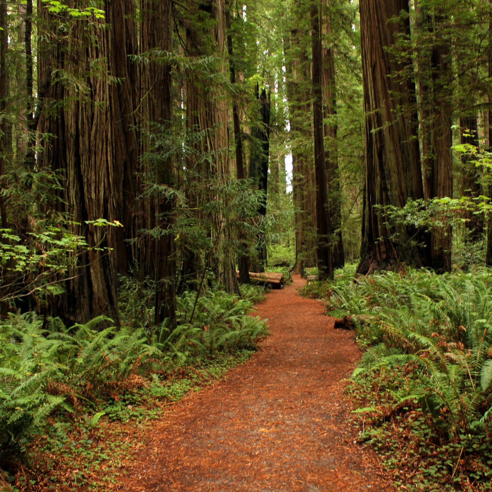 The Tree from the Forest JEDEDIAH SMITH REDWOOD FOREST